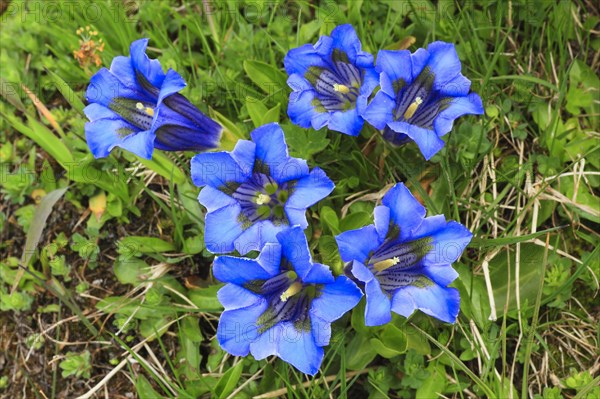 Gentian