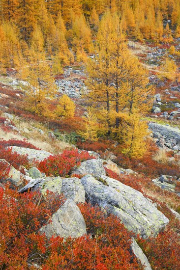 Larch forest and blueberry bushes