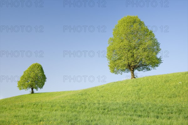 Linden near Ebmatingen in the Zurich Oberland