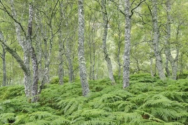 Birch forest