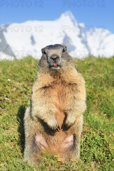 Alpine Marmot