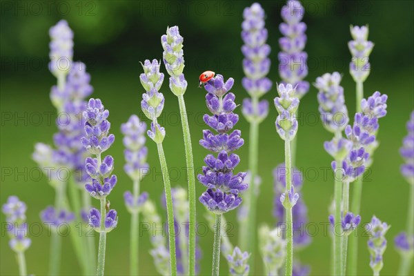 Two-spotted ladybird on lavender flower