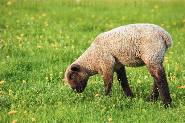 Brown-headed meat sheep