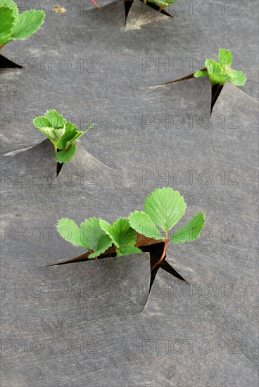 Strawberry plants