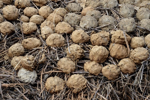 Camel dung formed into balls
