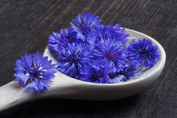 Cornflower