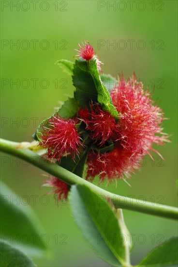 Mossyrose gall wasp