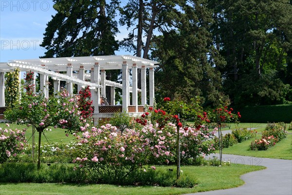 Rose Garden