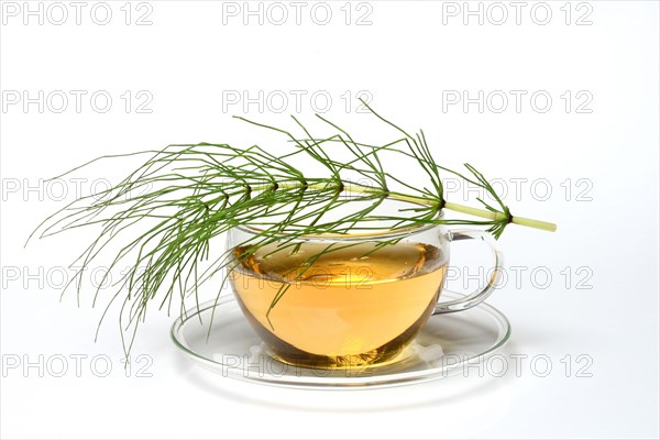 Cup of horsetail tea