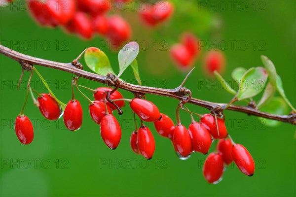 Barberry berries