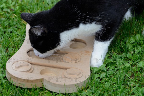 Cat is looking for food in the employment game