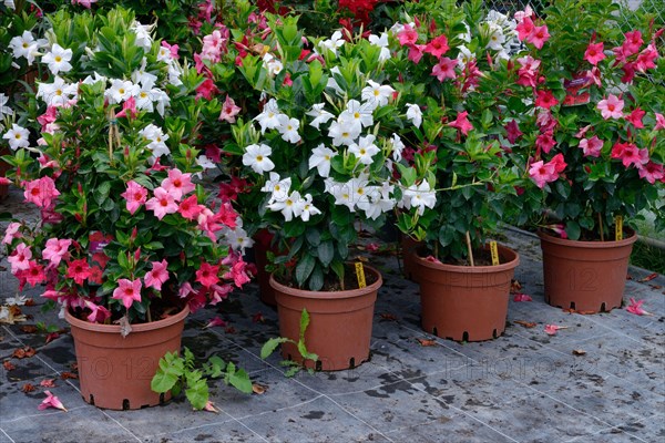 Dipladenia in pots