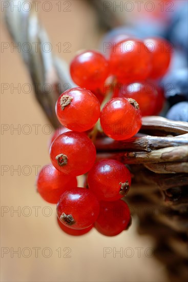 Currants and blueberries in basket