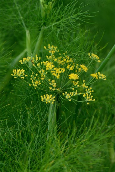 Fennel