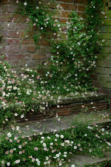 Mexican fleabane