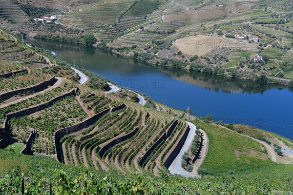 Vineyards on the Douro