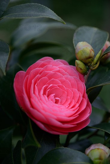 Japanese camellia