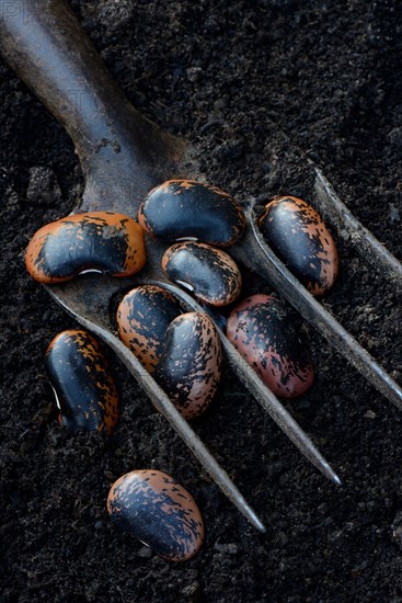 Scarlet runner beans