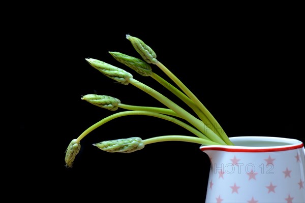 Pyrenees-Star-of-Bethlehem