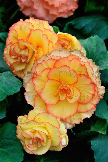 Begonia