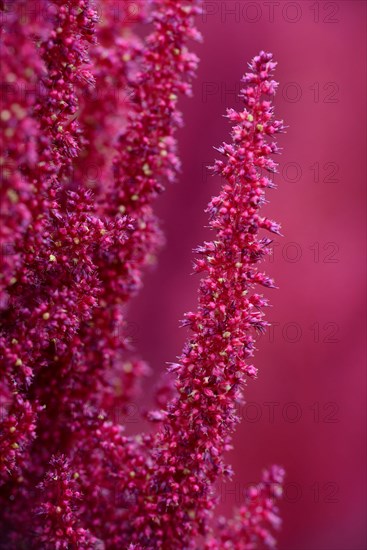 Red Amaranth