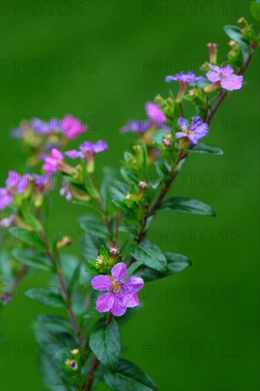 Japanese false myrtle