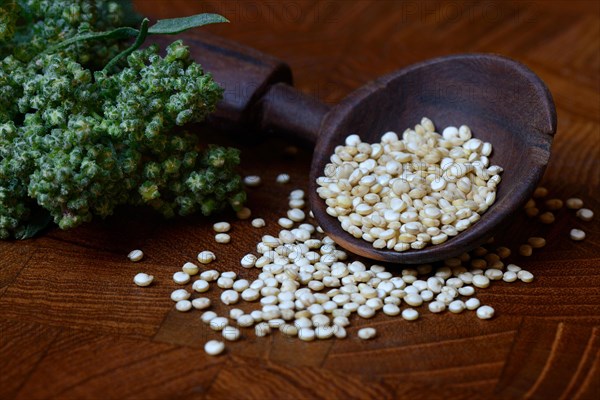 Quinoa in wooden spoon