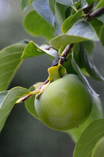 Persimmon