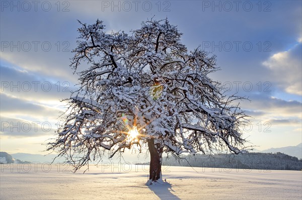 Apple tree