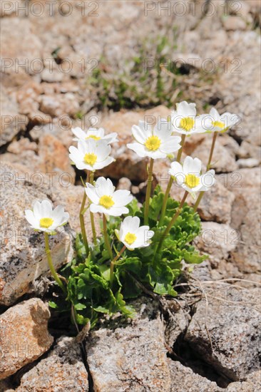 Alpine buttercup