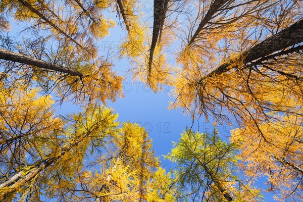 Larch forest and blueberry bushes