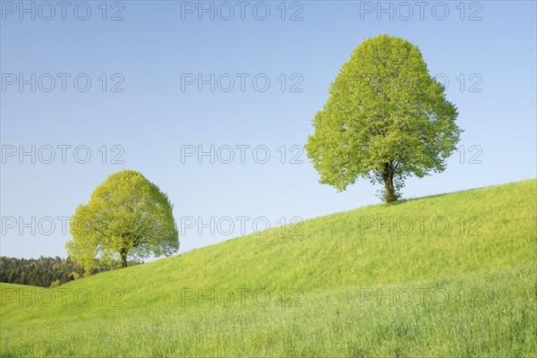 Linden near Ebmatingen in the Zurich Oberland