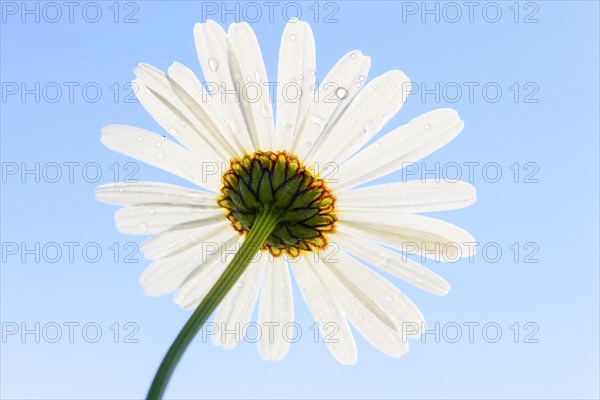 Ox-eye daisy