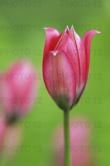 Wild tulips