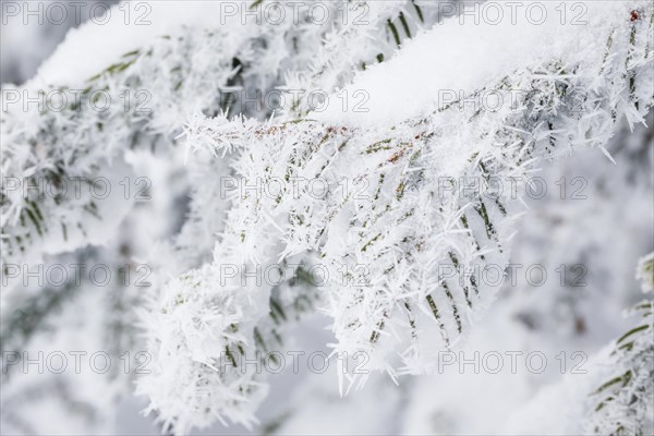 Fir branch detail with hoarfrost