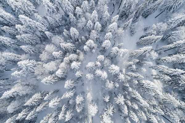 Drone shot of winter forest