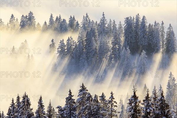 Snowy fir forest