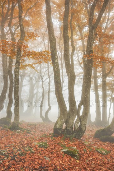 Beech forest in autumn