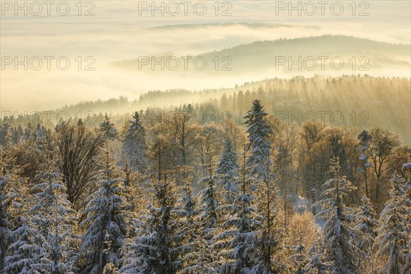 Snowy fir forest with fog