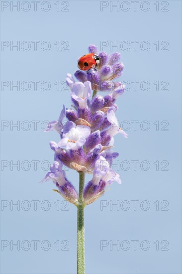 Two-spotted ladybird on lavender flower