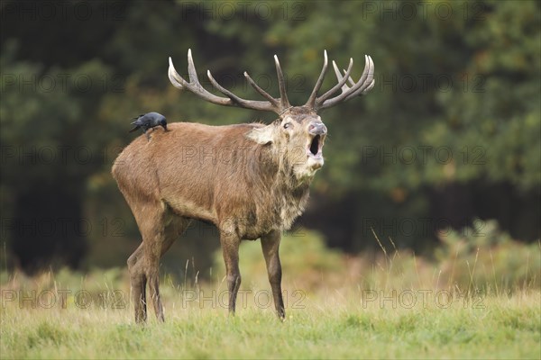 Red deer