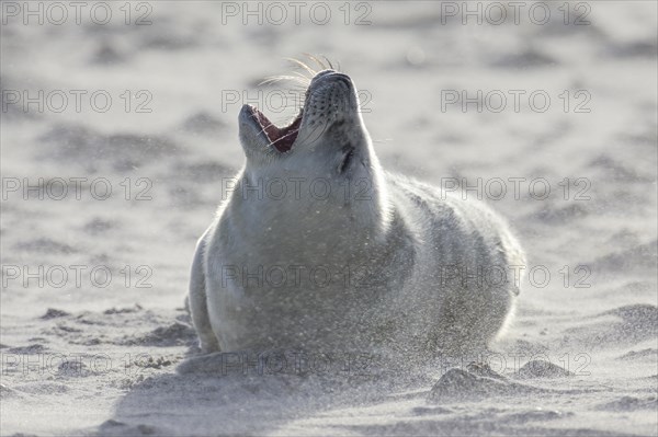 Grey seal