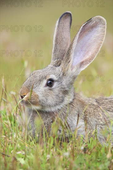 Wild rabbit