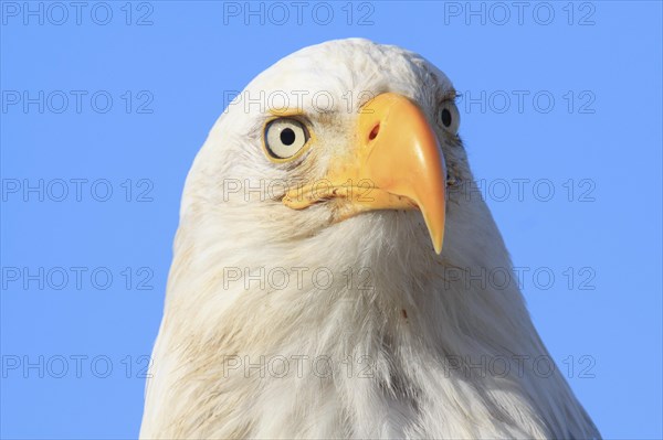 Bald eagle