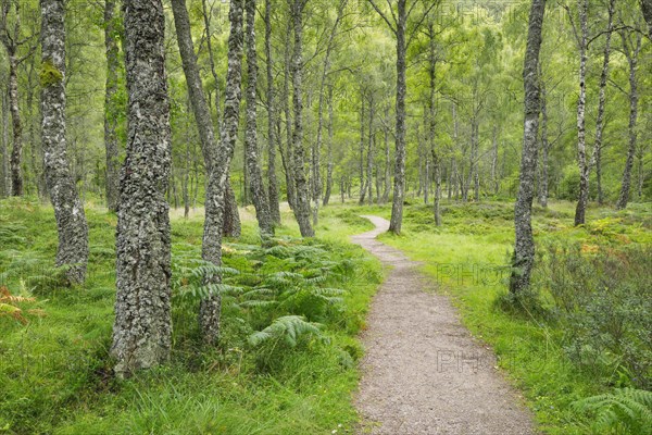 Footpath in birch forest