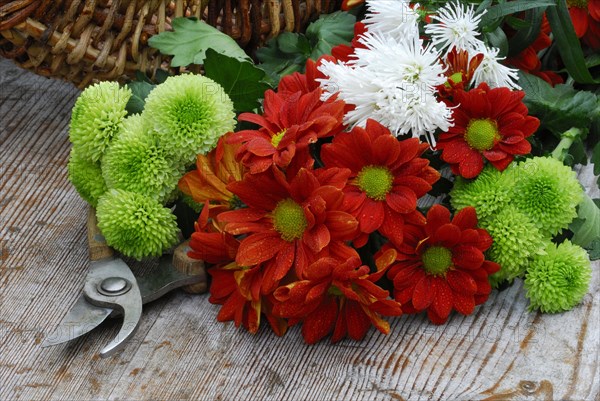 Chrysanthemums on wooden board