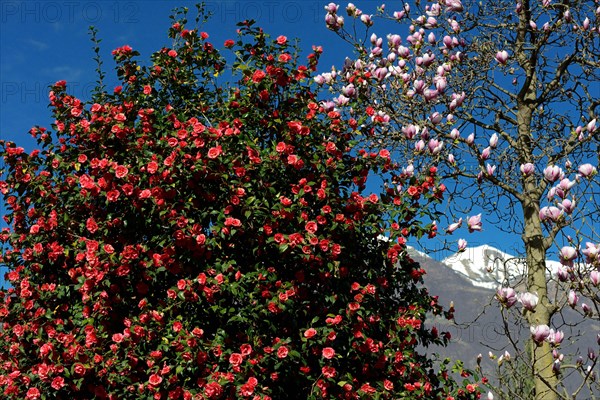 Camellia and magnolia