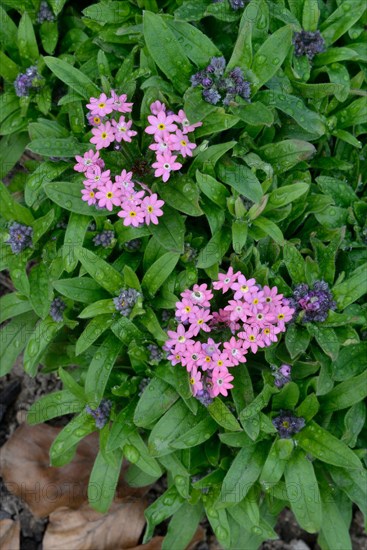 Wood forget-me-not