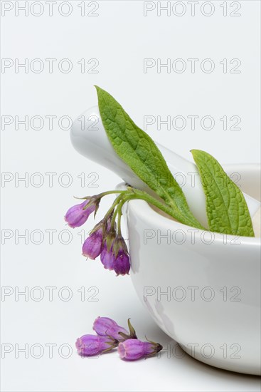 Comfrey