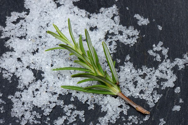 Sea salt and rosemary twig